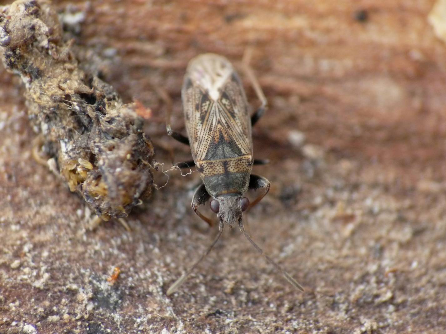 Lygaeidae: Peritrechus gracilicornis di Ostia